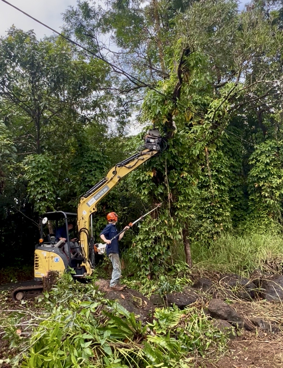 LSF tree services in Innisfail