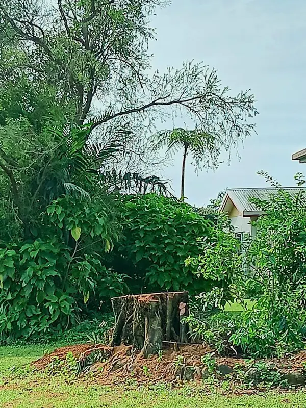 Arborist performing tree lopping