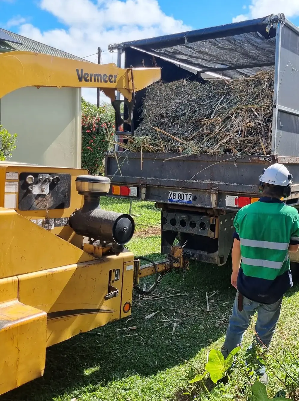 Arborist performing tree lopping